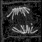 anaphase